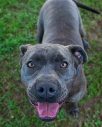 Shelter Stray Female Dog last seen , GA , Atlanta, GA 30341
