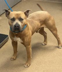 Shelter Stray Male Dog last seen Flat Shoals Rd, Atlanta, GA 30034, 30034, GA, Atlanta, GA 30341