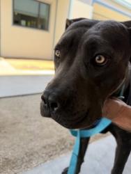Shelter Stray Female Dog last seen E Townsend Ave & S Burgan Ave, Fresno Zone Fresno CO 3 93727, CA, 1510 W Dan Ronquillo Dr, Fresno, CA 93706, USA