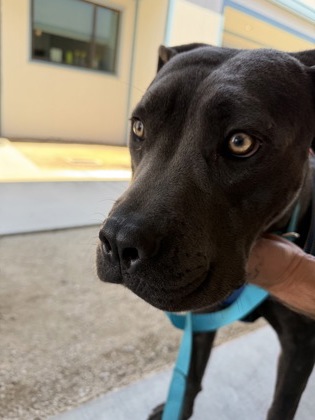 Shelter Stray Female Dog last seen E Townsend Ave & S Burgan Ave, Fresno Zone Fresno CO 3 93727, CA, 1510 W Dan Ronquillo Dr, Fresno, CA 93706, USA