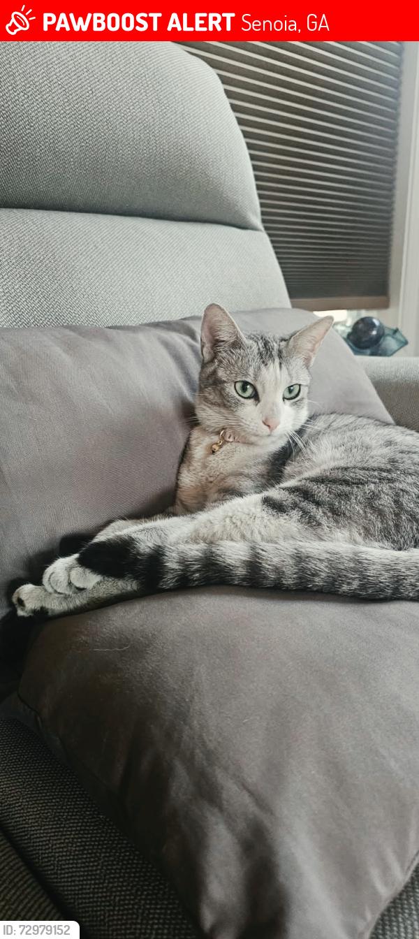 Lost Female Cat last seen Standing rock rd, Senoia, GA 30276