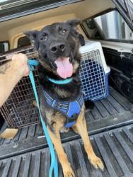 Shelter Stray Male Dog last seen E Townsend Ave & S Burgan Ave, Fresno Zone Fresno CO 3 93727, CA, 1510 W Dan Ronquillo Dr, Fresno, CA 93706, USA