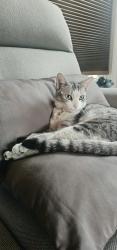 Lost Female Cat last seen Standing rock rd, Senoia, GA 30276