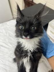 Shelter Stray Female Cat last seen North Charleston, SC 29418, North Charleston, SC 29406