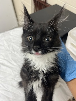 Shelter Stray Female Cat last seen North Charleston, SC 29418, North Charleston, SC 29406