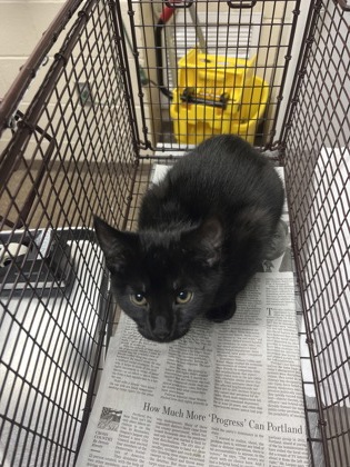 Shelter Stray Male Cat last seen North Charleston, SC 29418, North Charleston, SC 29406