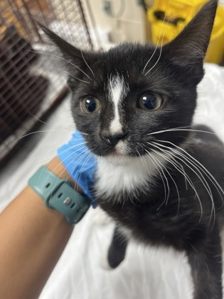 Shelter Stray Female Cat last seen North Charleston, SC 29418, North Charleston, SC 29406