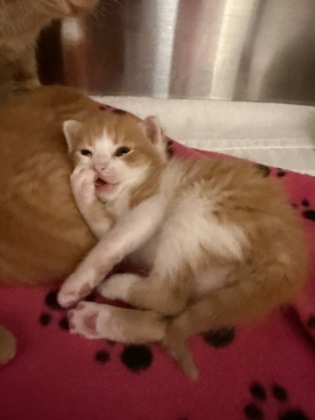 Shelter Stray Male Cat last seen 201-210 MOURY AVE SW, Atlanta, GA, 1251 Fulton Industrial Blvd NW, Atlanta, GA 30336, USA