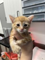 Shelter Stray Male Cat last seen Near James Jackson PKWY, Atlanta, GA, 1251 Fulton Industrial Blvd NW, Atlanta, GA 30336, USA