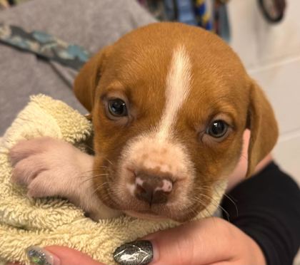 Shelter Stray Male Dog last seen Gregory Blvd and Oldham Rd, KCMO, 64132, 64132, MO, 7077 Elmwood Ave, Kansas City, MO 64132, USA