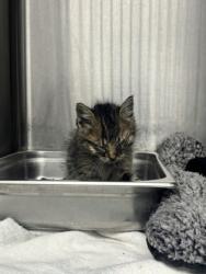 Shelter Stray Male Cat last seen Alda, NE 68810, Grand Island, NE 68801