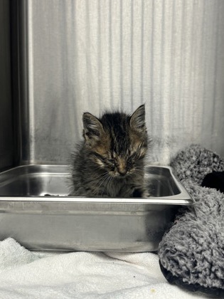 Shelter Stray Male Cat last seen Alda, NE 68810, Grand Island, NE 68801