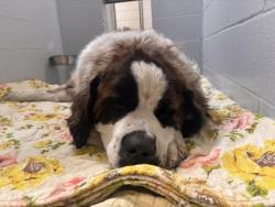 Shelter Stray Male Dog last seen Near N Bruce St, 21223, MD, Baltimore, MD 21230