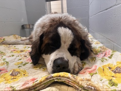 Shelter Stray Male Dog last seen Near N Bruce St, 21223, MD, Baltimore, MD 21230