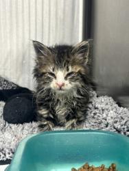 Shelter Stray Female Cat last seen Alda, NE 68810, Grand Island, NE 68801