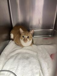 Shelter Stray Male Cat last seen Grand Island, NE 68801, Grand Island, NE 68801