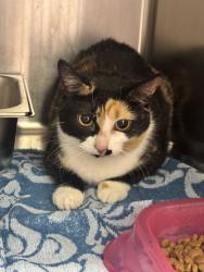 Shelter Stray Female Cat last seen Grand Island, NE 68801, Grand Island, NE 68801
