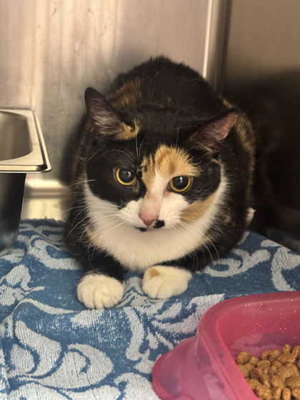 Shelter Stray Female Cat last seen Grand Island, NE 68801, Grand Island, NE 68801