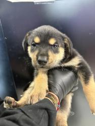 Shelter Stray Female Dog last seen El Paso, TX 79907, Fort Bliss, TX 79906