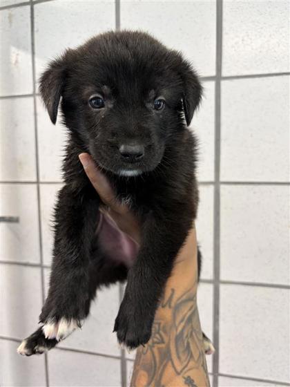 Shelter Stray Female Dog last seen El Paso, TX 79907, Fort Bliss, TX 79906