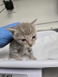 Shelter Stray Male Cat last seen Oakland, CA 94601, Oakland, CA 94601