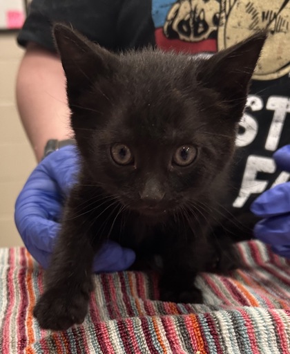 Shelter Stray Female Cat last seen Rolling Meadow, IN 46037, Fishers, IN 46038