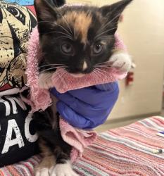 Shelter Stray Female Cat last seen Rolling Meadow, IN 46037, Fishers, IN 46038