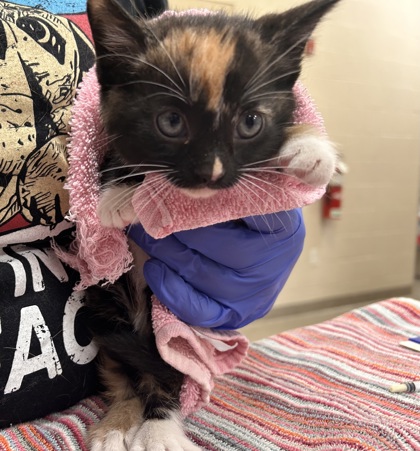 Shelter Stray Female Cat last seen Rolling Meadow, IN 46037, Fishers, IN 46038