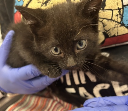 Shelter Stray Female Cat last seen Rolling Meadow, IN 46037, Fishers, IN 46038