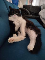 Reunited Male Cat last seen Jay B. Starkey Wilderness Park Preserve, New Port Richey, FL 34655