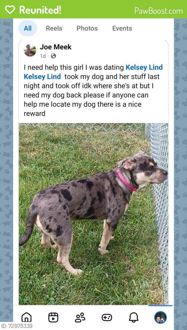 Reunited Female Dog last seen Downtown  100 main street area, Columbus, OH 43215