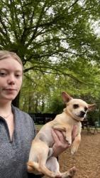 Lost Male Dog last seen Piolet gas station off Moreland road Newnan ga , Coweta County, GA 30263
