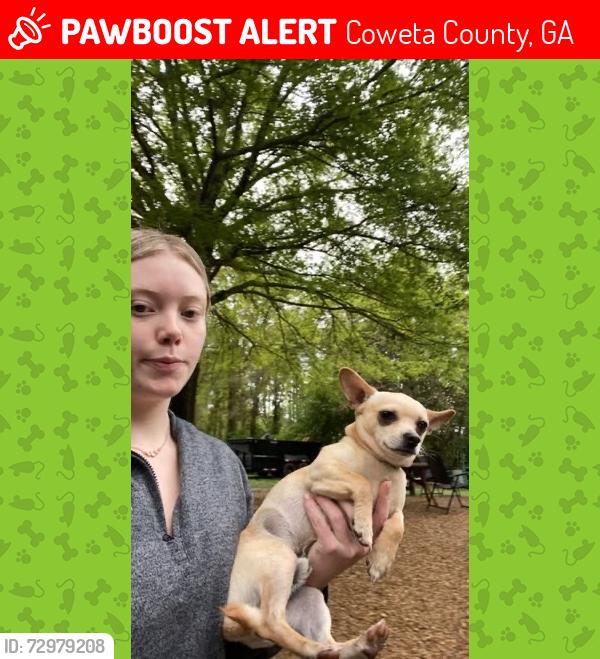 Lost Male Dog last seen Piolet gas station off Moreland road Newnan ga , Coweta County, GA 30263