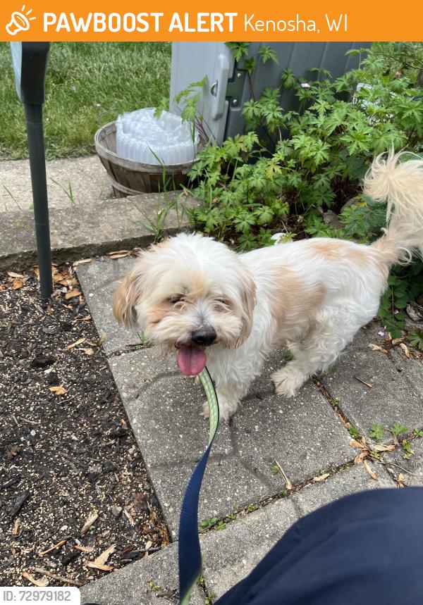 Found/Stray Unknown Dog last seen Lance middle school , Kenosha, WI 53142