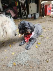 Reunited Female Dog last seen Near league ave, La Puente, CA 91744