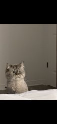 Lost Male Cat last seen Martin street, Milton, ON L9T 4A6