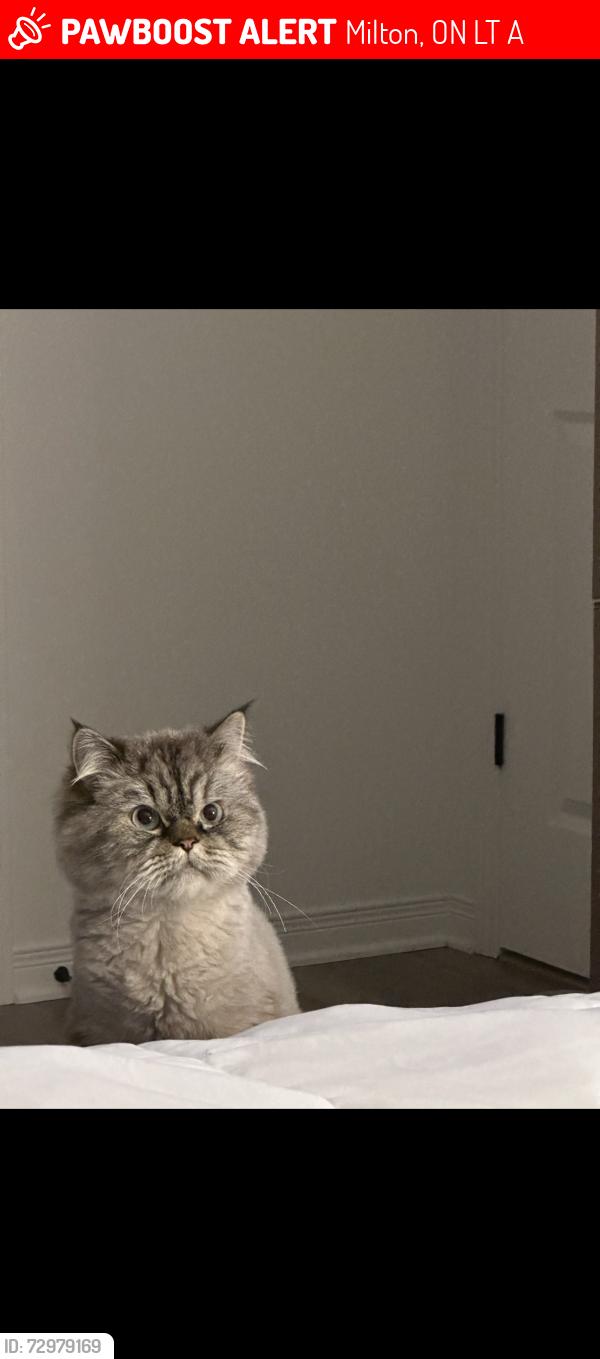 Lost Male Cat last seen Martin street, Milton, ON L9T 4A6