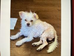 Found/Stray Male Dog last seen Near MLK BLVD Stockton Ca , Stockton, CA 95206