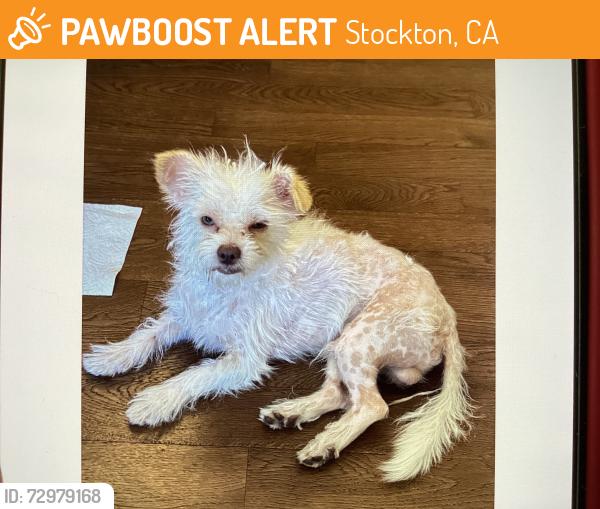 Found/Stray Male Dog last seen Near MLK BLVD Stockton Ca , Stockton, CA 95206