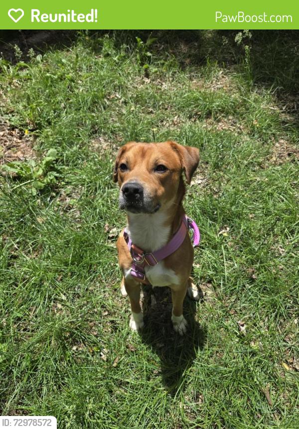 Reunited Male Dog last seen N Limestone and New Circle, Lexington, KY 40508