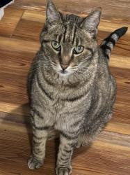 Lost Male Cat last seen Perry and 41st, Spokane, WA 99203