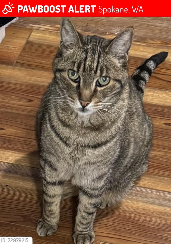 Lost Male Cat last seen Perry and 41st, Spokane, WA 99203