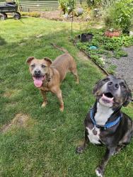 Reunited Female Dog last seen Near SE 42nd Ave, Milwaukie, OR 97222