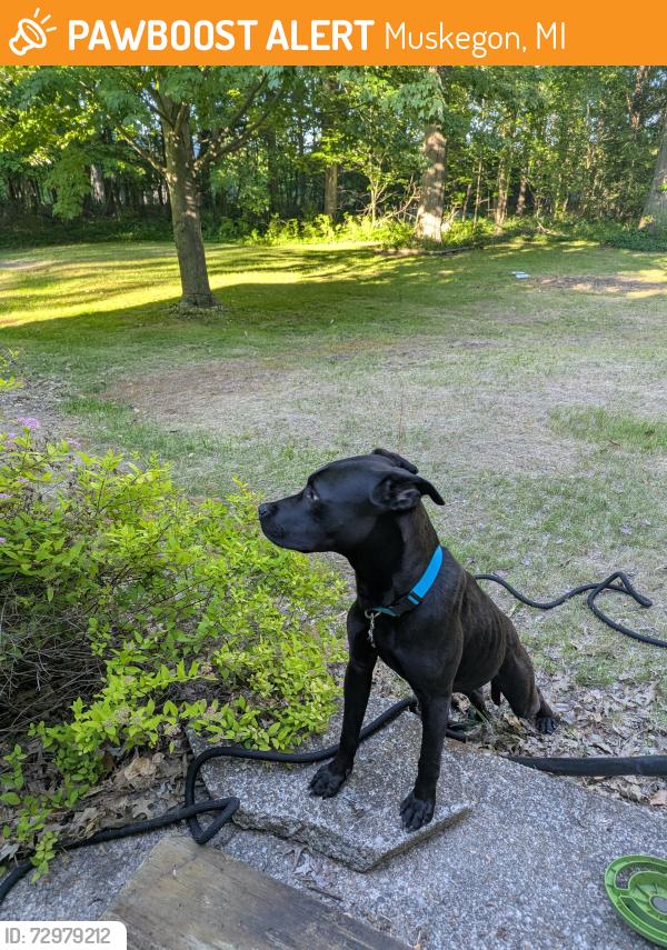 Found/Stray Male Dog last seen On Quarterline near Laked Mall, Muskegon, MI 49444