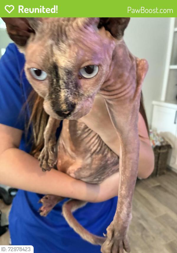 Reunited Unknown Cat last seen Harkey & Bailey, Pearland, TX 77584