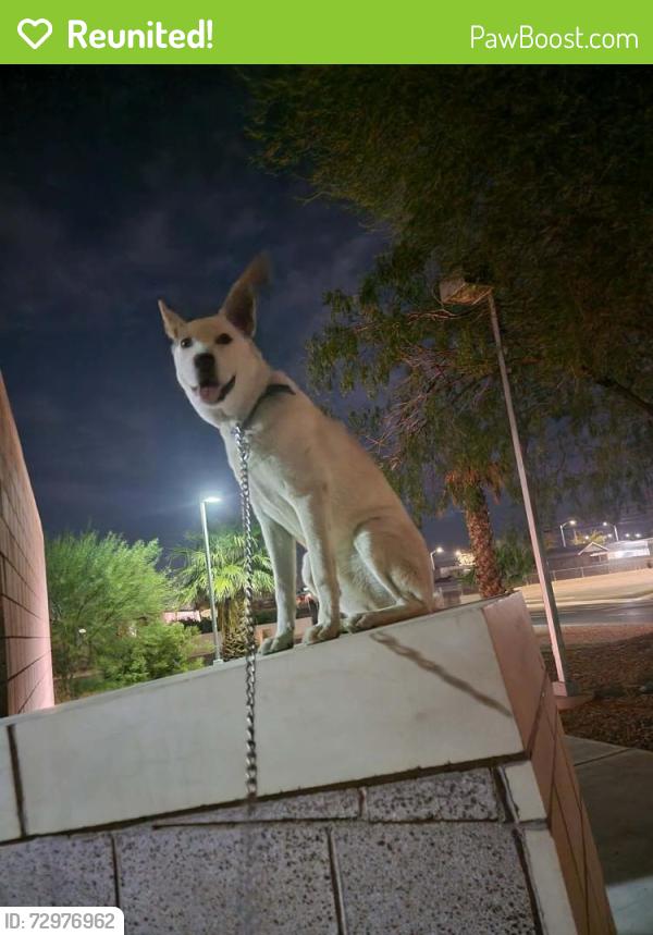 Reunited Female Dog last seen E curry rd , Tempe, AZ 85288