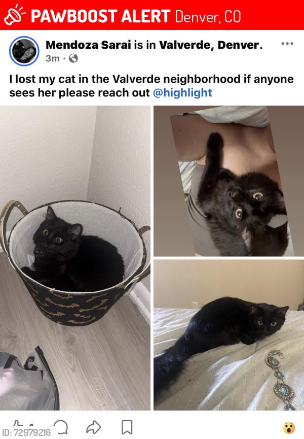 Lost Female Cat last seen Virginia and Zuni , Denver, CO 80223
