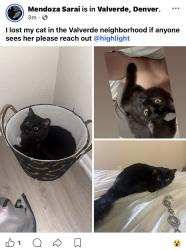 Lost Female Cat last seen Virginia and Zuni , Denver, CO 80223