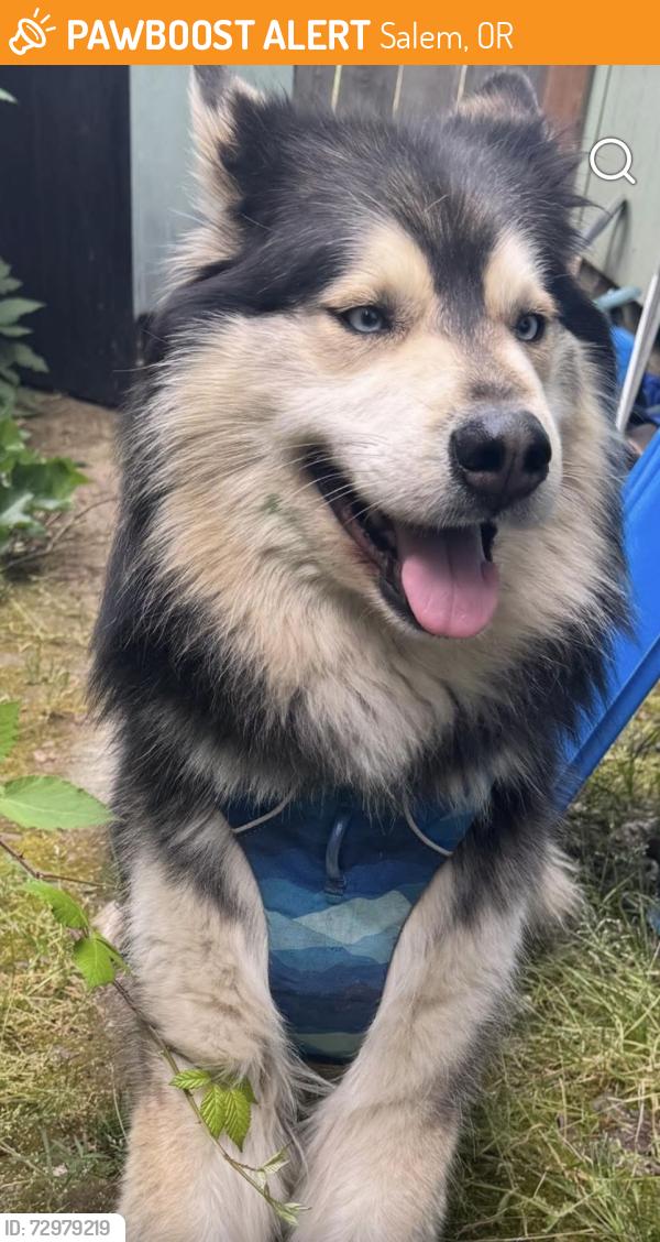Found/Stray Male Dog last seen Safeway West Salem, Salem, OR 97304