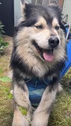 Found/Stray Male Dog last seen Safeway West Salem, Salem, OR 97304
